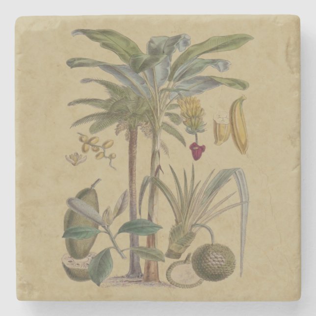 Handflatan Antique Tropical Fruit Botanical Art Stenunderlägg (Framsidan)