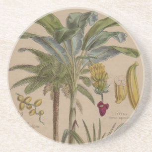 Handflatan Antique Tropical Fruit Botanical Art Underlägg