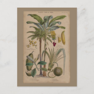 Handflatan Antique Tropical Fruit Botanical Art Vykort