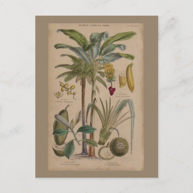 Handflatan Antique Tropical Fruit Botanical Art Vykort (Framsida)