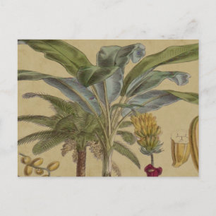 Handflatan Antique Tropical Fruit Botanical Art Vykort