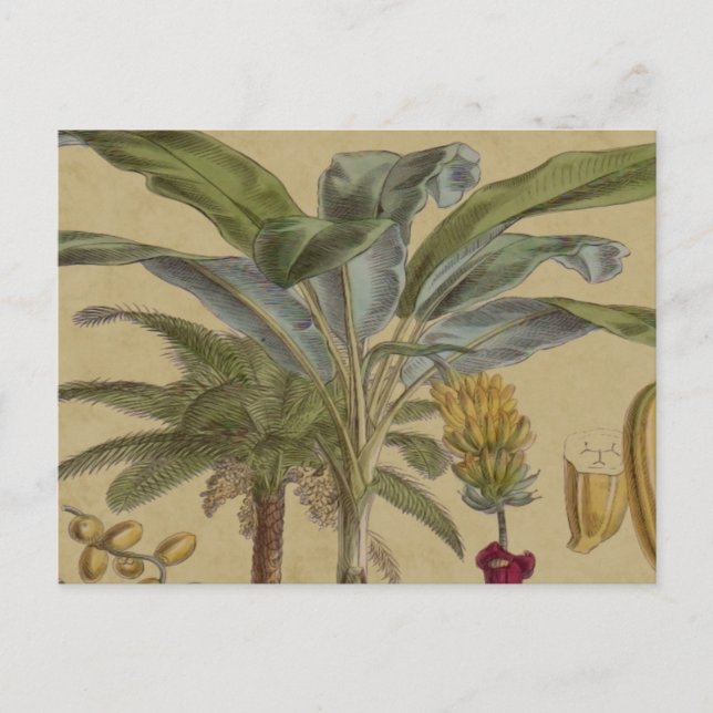 Handflatan Antique Tropical Fruit Botanical Art Vykort (Framsida)