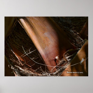 Handflatan Bark Poster