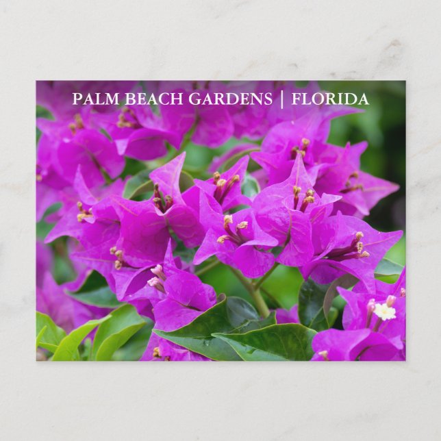Handflatan Beach Gardens Florida Blommigt Travel Vykort (Framsida)
