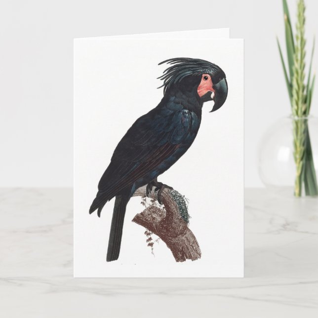 Handflatan Cockatoo, Probosciger aterrimus Parrot Kort (Framsida)
