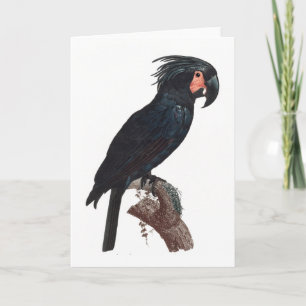 Handflatan Cockatoo, Probosciger aterrimus Parrot Kort