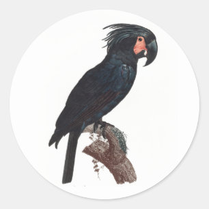 Handflatan Cockatoo, Probosciger aterrimus Parrot Runt Klistermärke