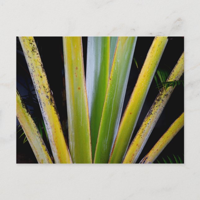 Handflatan Fläkt Vykort (Framsida)