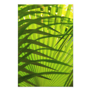 Handflatan Frond Lagrar, liggande Mönster Abstrakt Fototryck