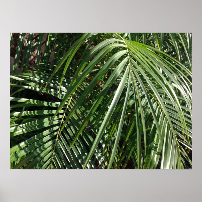 Handflatan Fronts fin Art Nature Photography Poster (Framsidan)