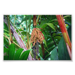 Handflatan Fruit in Hawaii Fototryck