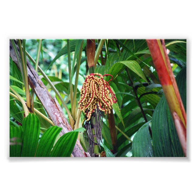 Handflatan Fruit in Hawaii Fototryck (Framsidan)