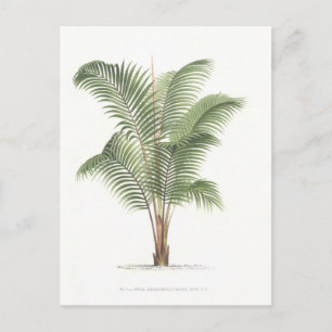 Handflatan illustrationssamling I Vykort