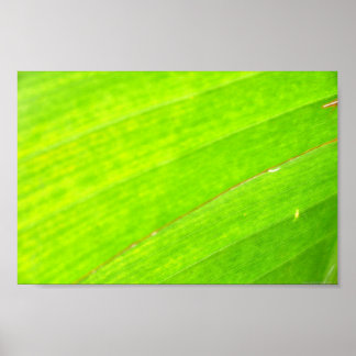 HANDFLATAN LÖV 1618 LJUS NÅGON GRÖNT NATUR VEGETAT POSTER