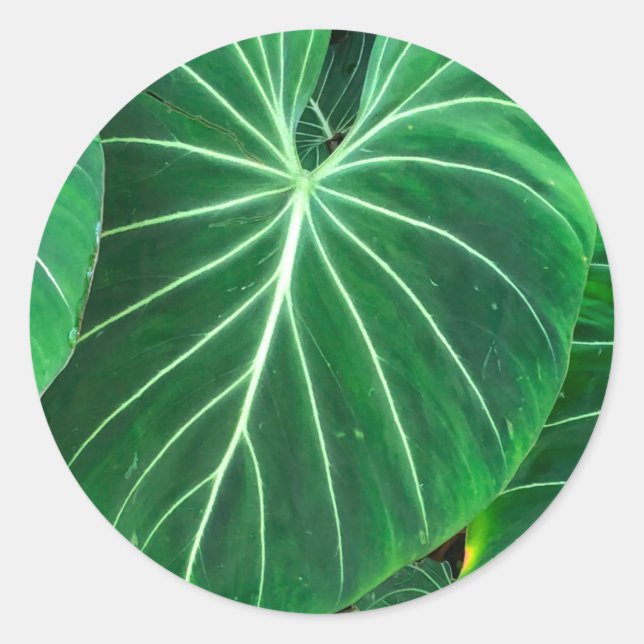 Handflatan Löv, tropiska bladdjungelvall Runt Klistermärke (Framsida)
