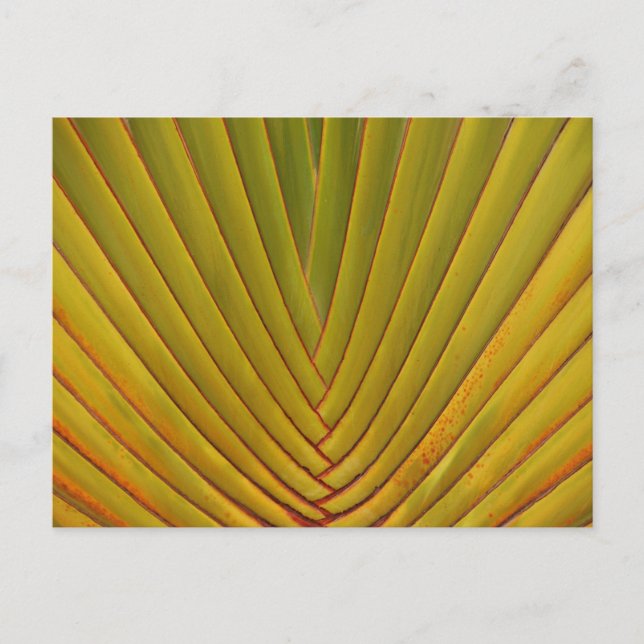 Handflatan Löv Vykort (Framsida)