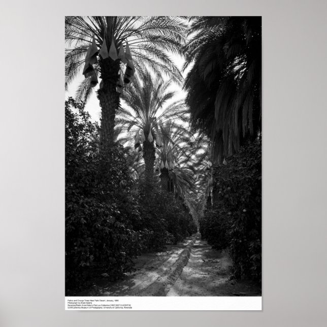 Handflatan och Orange Träd nära öknen 1966 Poster (Framsidan)