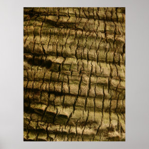 Handflatan Träd Bark Poster
