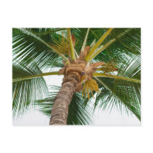 Handflatan Träd från Ned nedanför