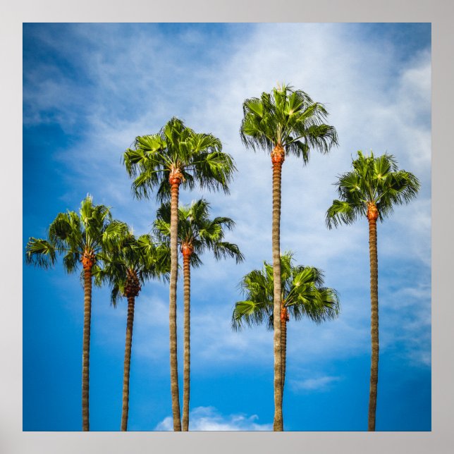 Handflatan Träd i San Diego, Kalifornien Poster (Framsidan)