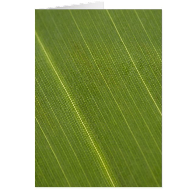 Handflatan Träd Löv Hälsningskort (Framsidan)