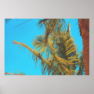 Handflatan Träd Löv Turquise Himlar Poster