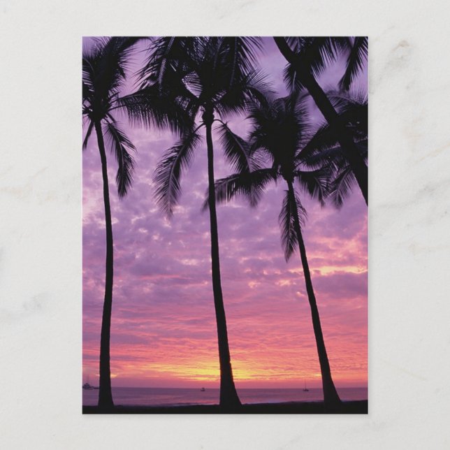 Handflatan Träd mot Himmel Vykort (Framsida)