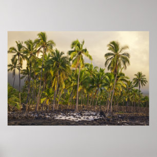 Handflatan träd, nationalhistorikparken Pu'uhonua Poster