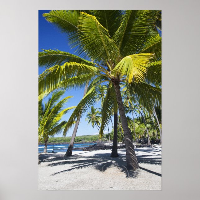 Handflatan träd, nationalhistorikparken Pu'uhonua  Poster (Framsidan)