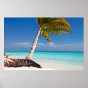 Handflatan träd på havsstranden poster