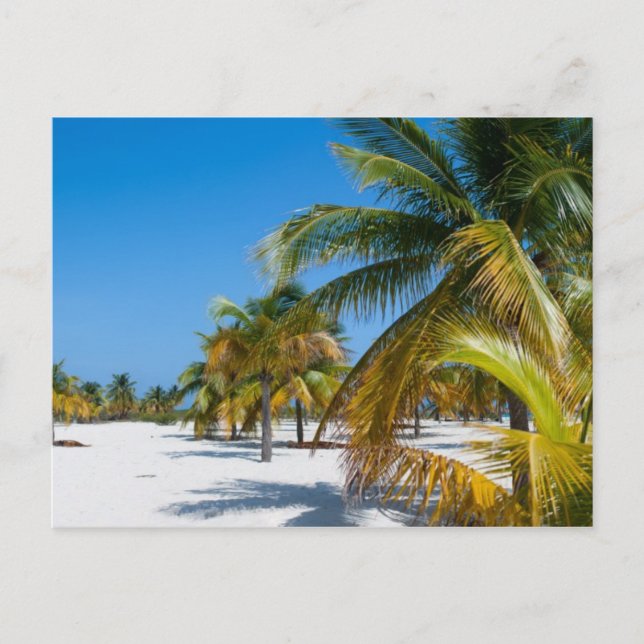 Handflatan träd på havsstranden vykort (Framsida)