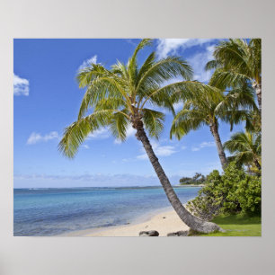 Handflatan träd på stranden på Hawaii. Poster