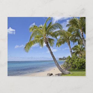 Handflatan träd på stranden på Hawaii. Vykort