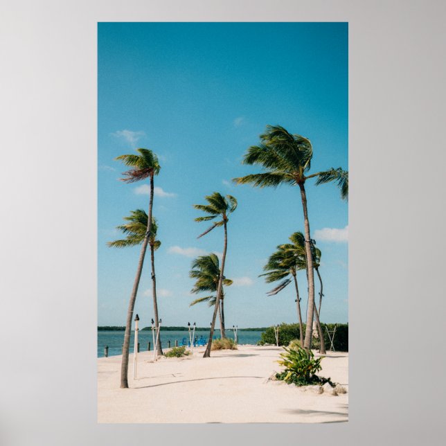 Handflatan träd på stranden på morgonen poster (Framsidan)