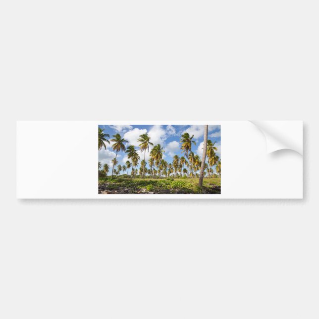 Handflatan träd på stranden vid Isla Saona Bildekal (Framsidan)