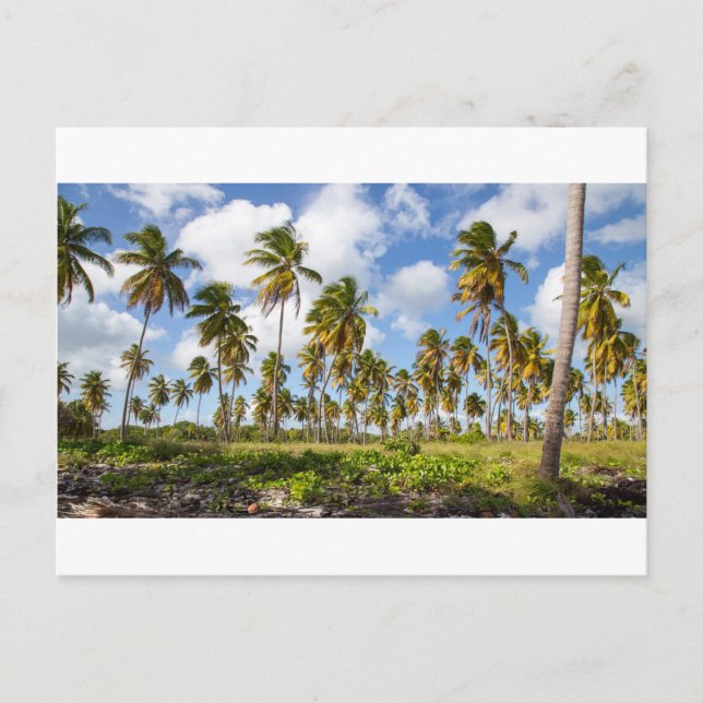 Handflatan träd på stranden vid Isla Saona Vykort (Framsida)