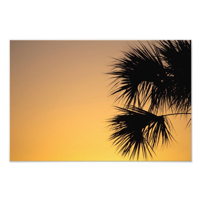 Handflatan träd sunrise, Florida Fototryck (Framsidan)