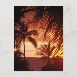 Handflatan Träd Sunset i Hawaii Vykort