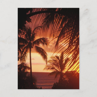 Handflatan Träd Sunset i Hawaii Vykort