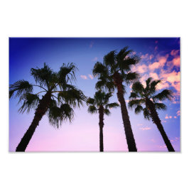 Handflatan Träd sväljer vid jul i Destin Florida Fototryck