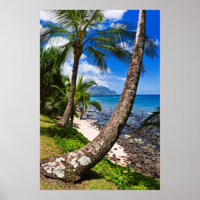 Handflatan Träd vid Hideaways Beach Poster (Framsidan)