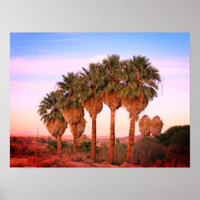Handflatan Träd vid Sunset Poster (Framsidan)