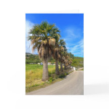 Handflatan Träd Zakynthos Grekland