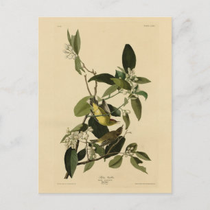 Handflatan Warbler från Audubon's Birds of America Vykort