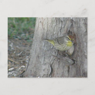 Handflatan Warbler Vykort