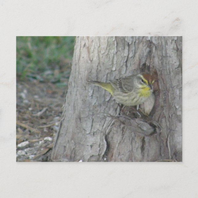Handflatan Warbler Vykort (Framsida)