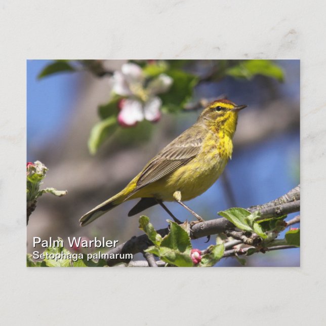 Handflatan Warbler Vykort (Framsida)