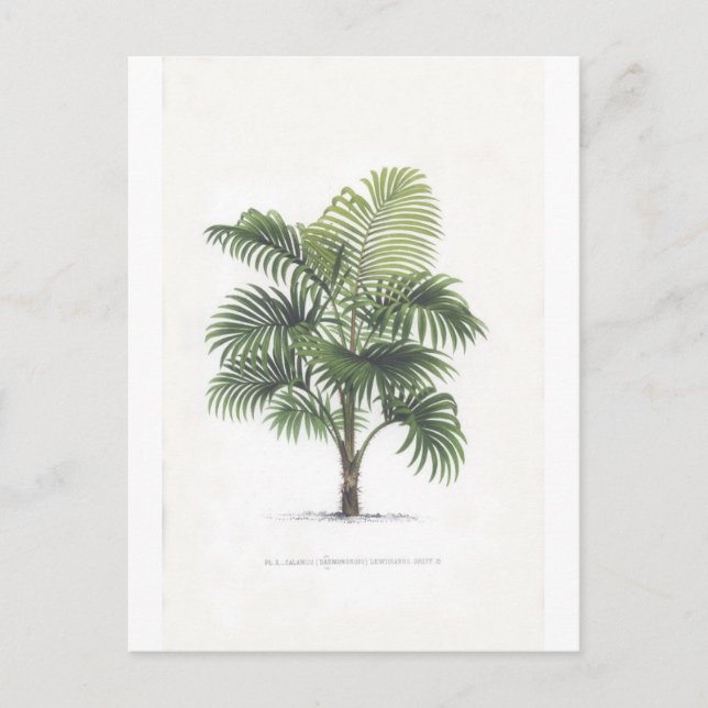 Handflatanteckningsamling Vykort (Framsida)