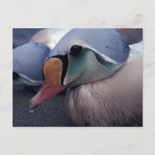 Handkort för kung eider vykort (Framsida)