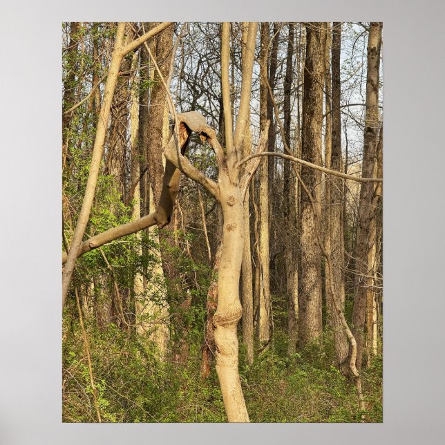 Handlike Träd Poster (Framsidan)